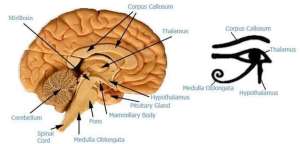 Eye of Horus as secret diagram for the Brain