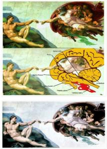 Michelangelo - the Brain