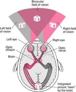 The Brain's reverse internal bio digital-electric projection screen process