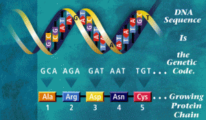 DNA to Codon