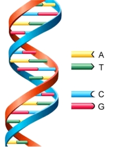 Jacob's Ladder is the DNA double Helix